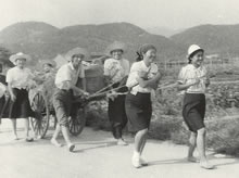 薯の収穫　松ヶ崎農場から学校まで大八車で運ぶ（1943年）